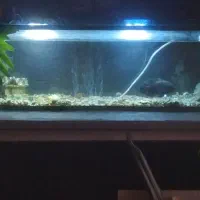 فروش ماهی گوشت‌خوار