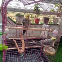 عروس هلندی نر و ماده جفت