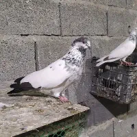 چند جفت کبوتر سرورو..