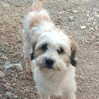 سگ پاپی نر شیتزو