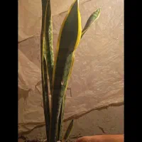 گل طبیعی|گل و گیاه طبیعی|زابل, |دیوار