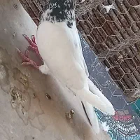 کفتر
