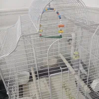 عروس هلندی|پرنده|قرچک, امین آباد|دیوار