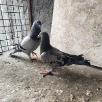 کبوتر مسافتی بحرین و عربستان