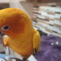 پرنده