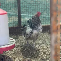 فروش تعدادی خروش گلین