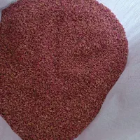 گندم دهدشت اصلاح شده