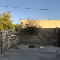 سلام یک عدد چپش سفید ماده گم شده