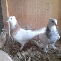 دم سیاه طوقی سرور|پرنده|قم, چهار مردان|دیوار