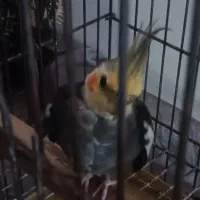 سه عدد عروس هلندی بالغ مولد قیمت همه باهم 1تومان|پرنده|تولم شهر, |دیوار