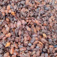 کشمش آفتابی گوشتی