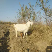 بزنر|حیوانات مزرعه|قصابه, |دیوار