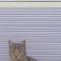 گربه بابچه هاش