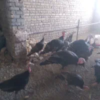 بوقلمون|حیوانات مزرعه|یزد, |دیوار