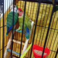 یک جفت کوتوله