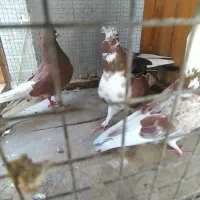کفتر گره
