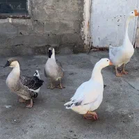 قوقاز نر وماده ۴عدد