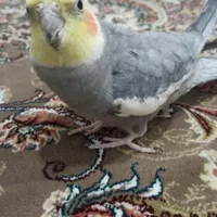 عروس گمشده