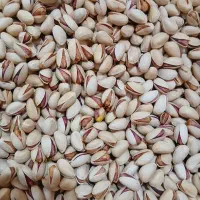 پسته احمدآقایی ارگانیک سروستان