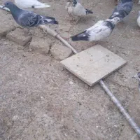 تهرانی دولتهای ۸۰ تومن|پرنده|فلاورجان, |دیوار