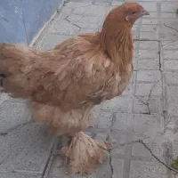 فروش مرغ تخمگذار. پا پر  و محلی تخم مرغ بزرگ|حیوانات مزرعه|ابهر, |دیوار