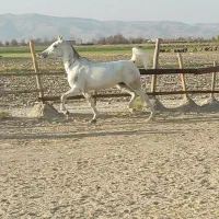 فروش اسب سفیدمادیان بسیار زیبا با آبستن ۴ماهه|اسب و تجهیزات اسبسواری|فیروزآباد (فارس), |دیوار