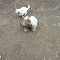 شیتزو دختر و پامر پسر|سگ|شفت, |دیوار