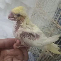 دو عدد جوجه عروس هلندی دستی