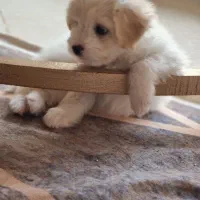 فروش سگ|سگ|تهران, پونک|دیوار