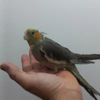 ۸ عدد عروس هلندی به فروش میرسد با یک عدد قفس