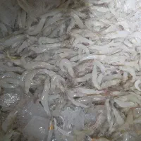 میگو پلویی . مسل الماس تازه وزنده