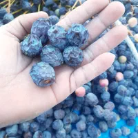 فروش انواع خرما|خوردنی و آشامیدنی|حمیدیا, |دیوار