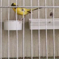 رازا|پرنده|تبریز, |دیوار