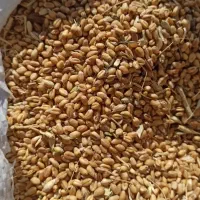 گندم و جو