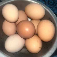 تخم مرغ نطفه دار(حاجی کلا)