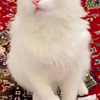 واگذاری بچه گربه پرشین میکس|گربه|آزادشهر, |دیوار