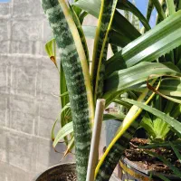 حراج گلهای طبیعی آپارتمانی|گل و گیاه طبیعی|تبریز, |دیوار