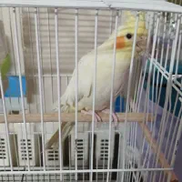 فروش عروس هلندی