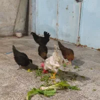 باری  و خروس محلی