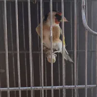 سهره نر،ماده