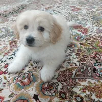 پاور تریر بامزه