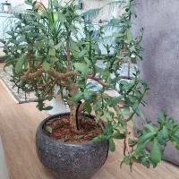 گلهای طبیعی شاداب و زیبا