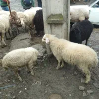 دو بره ماده تالشی