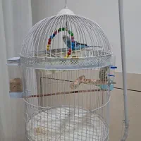 قفس پایه دار و یک عدد مرغ عشق|پرنده|فردوس (خراسان), |دیوار