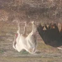 نر بز شیر دار