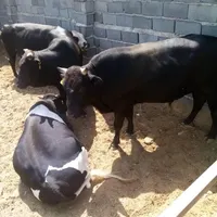 گوساله جوان کم شکم سالم مستقیم از گاوداری|حیوانات مزرعه|ری, |دیوار