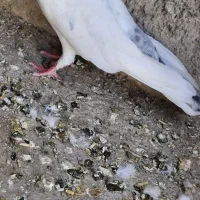 شیخ|پرنده|چمران, |دیوار