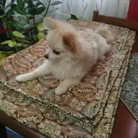 واگذار سگ رایگان