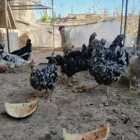 تخم نطفه دار گلین لری اصیل|حیوانات مزرعه|فولادشهر, زاینده رود|دیوار