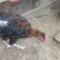 خروس گلین|حیوانات مزرعه|احمدآبادمستوفی, |دیوار